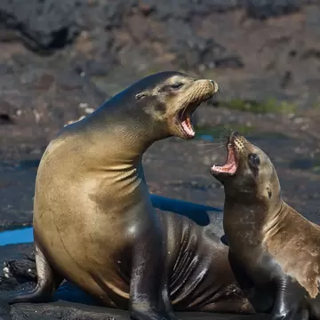 A mother Galapagos Sea Lion has an intense argument with her pup in Puerto Egas, Galapagos, Ecuador.