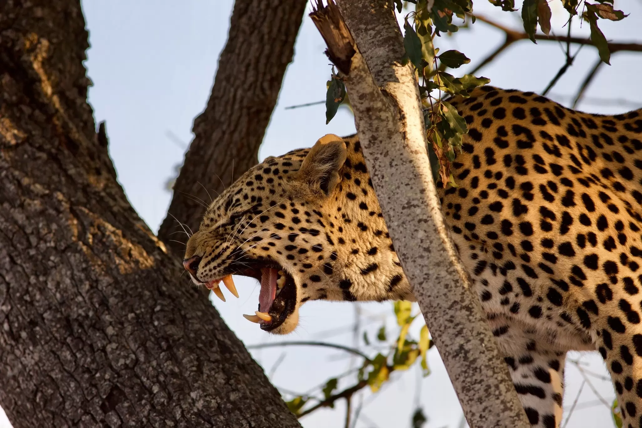 A large spotted cat-like creature - a leopard - shows its teeth from its seating place in a tree: Kafue National Park, Zambia