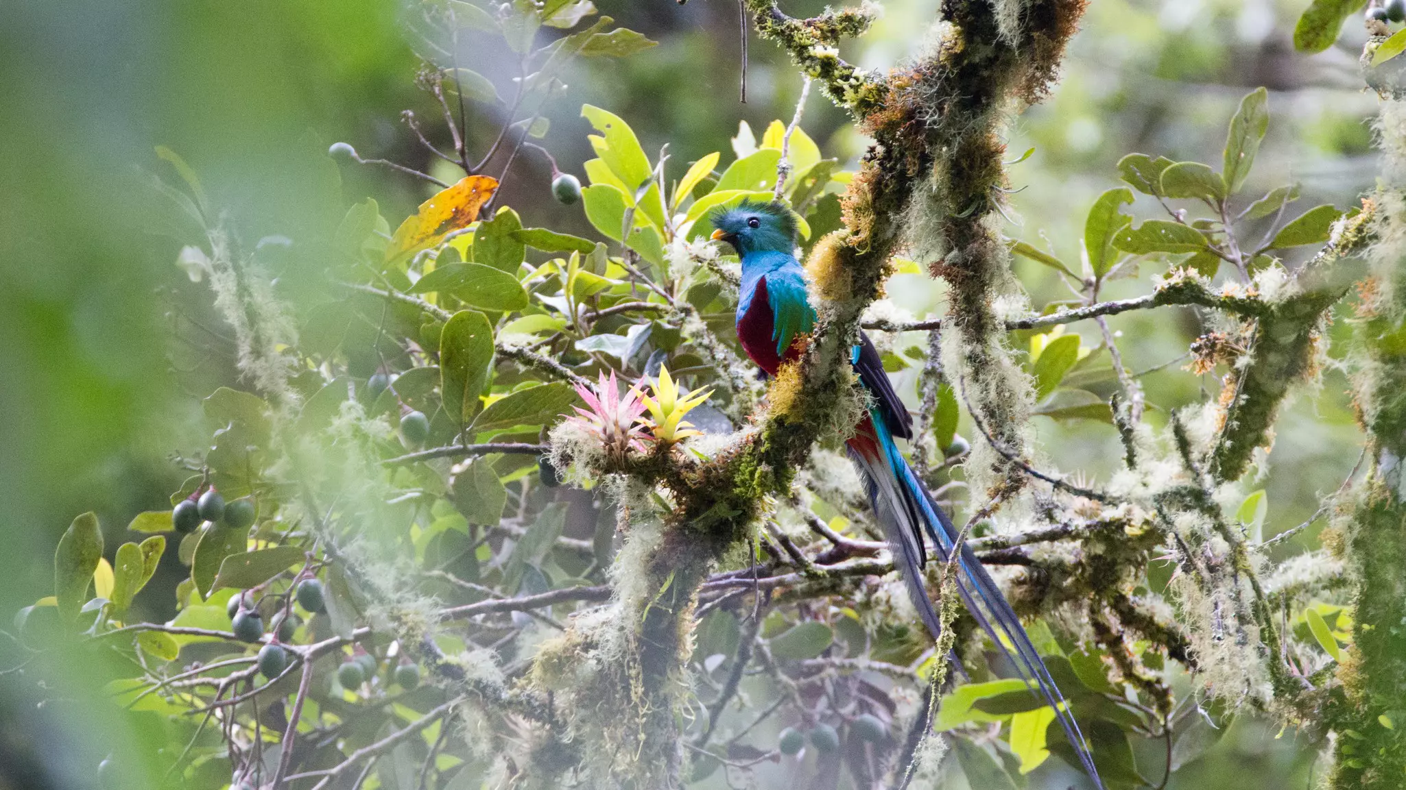 A blue-green bird with a long tail feather sits on a branch in dense jungle in the Parque Nacional Volcán Barú, Panama.