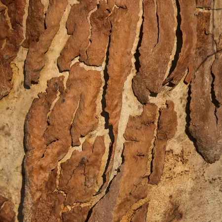 a zoomed in view of the bark of a tree