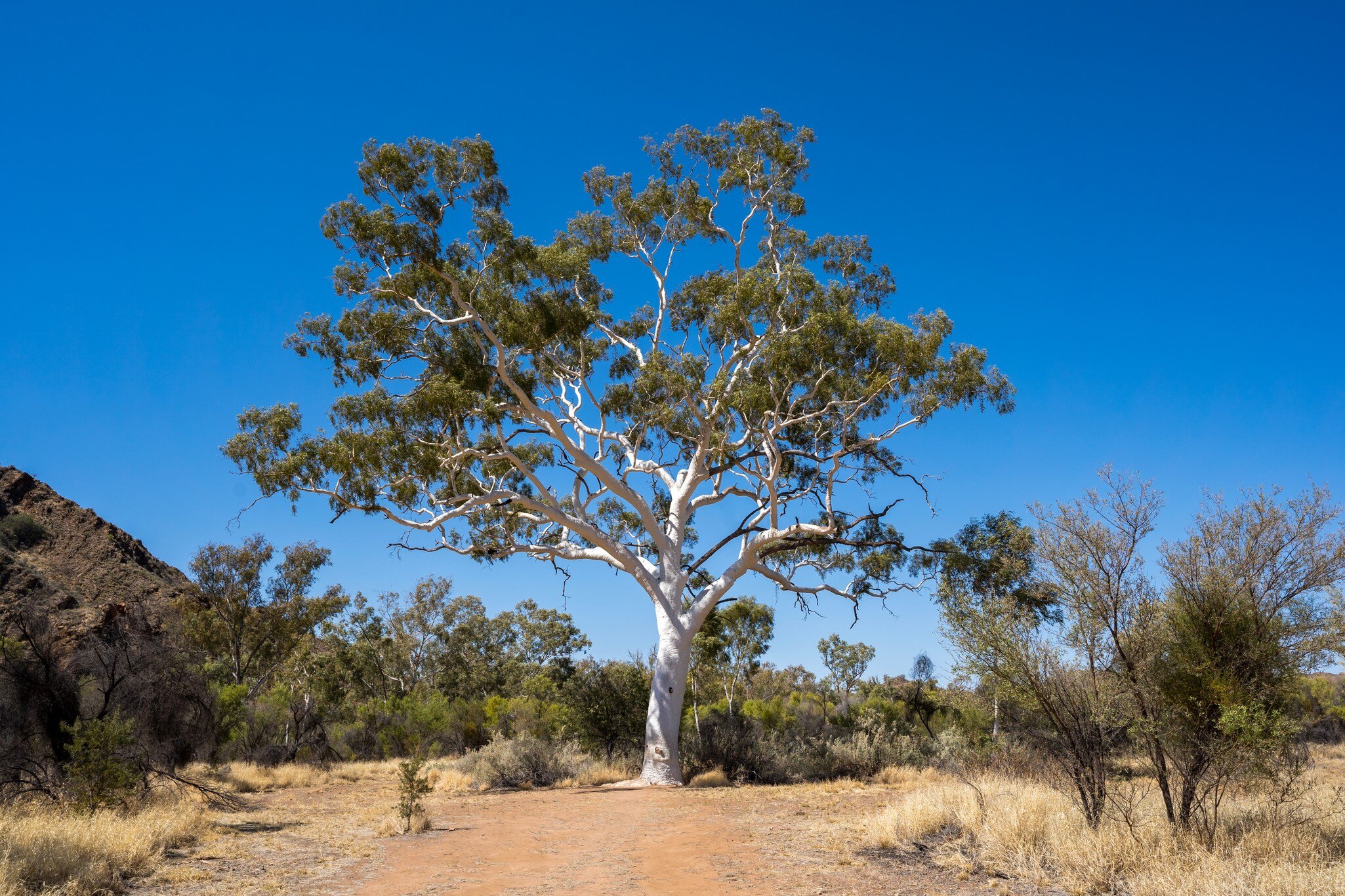 Australia's largest Ghost Gum tree in Trephina Gorge Nature Park. Recognised by the National Register of Big Trees. Alice Springs, Northern Territory, Australia.