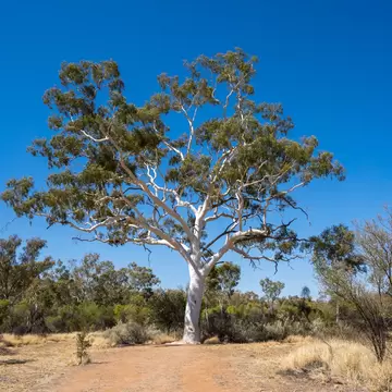 Australia's largest Ghost Gum tree in Trephina Gorge Nature Park. Recognised by the National Register of Big Trees. Alice Springs, Northern Territory, Australia.