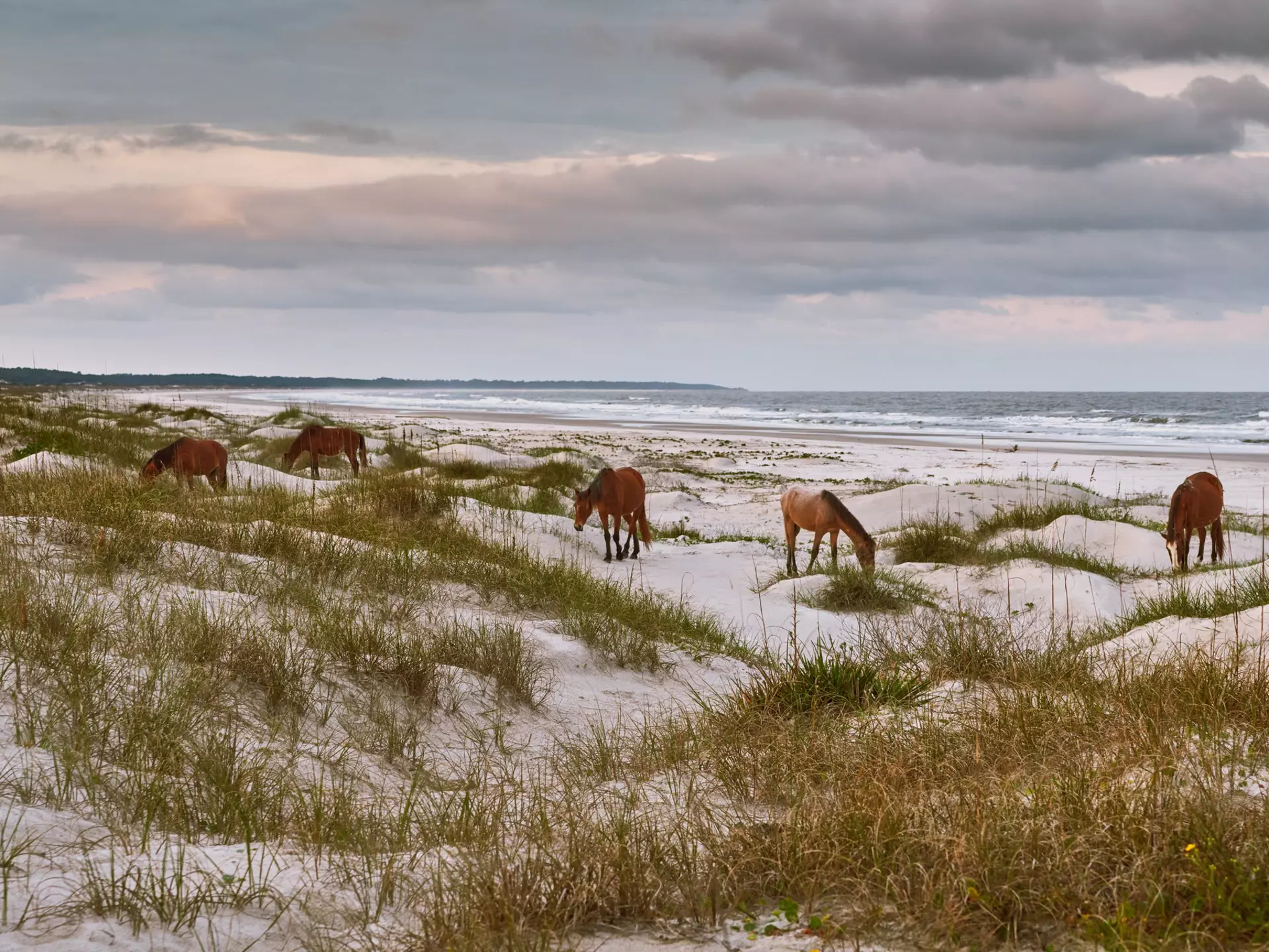 Horses graze on a white sandy beach under a cloudy sky.