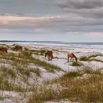 Horses graze on a white sandy beach under a cloudy sky.