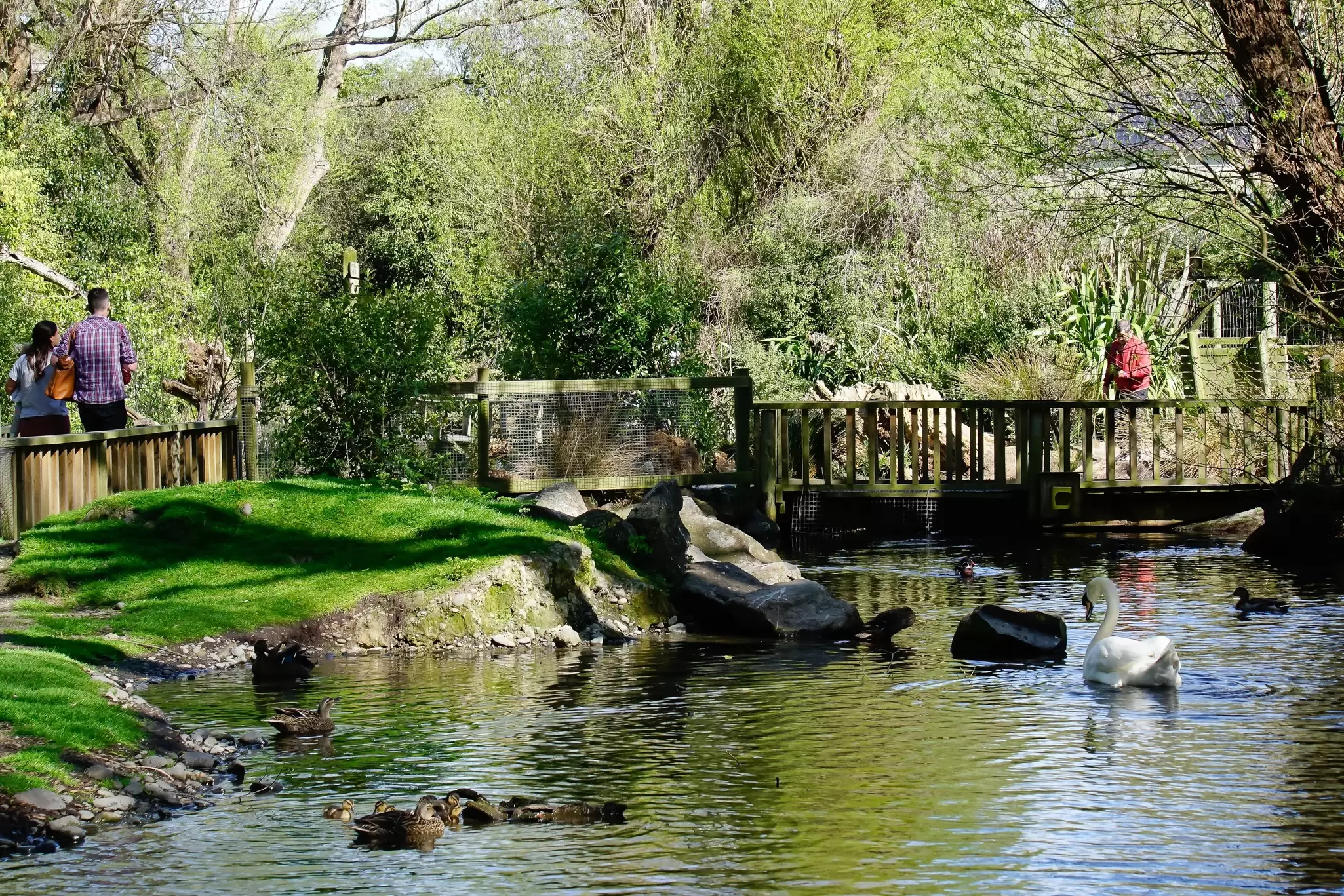 View of a pond at Willowbank Wildlife Reserve in Christchurch, New Zealand.