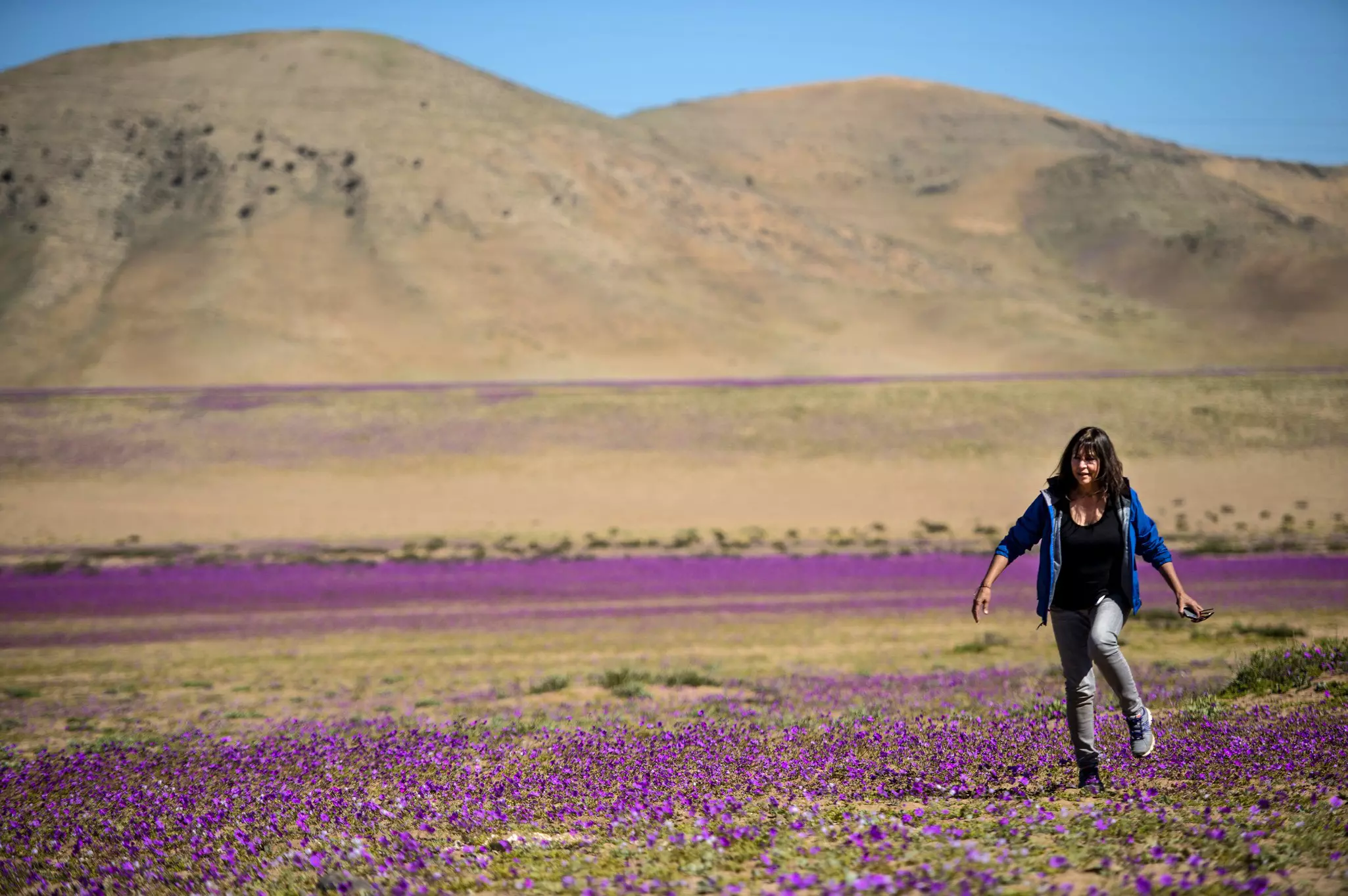 The Chilean government’s recent designation of the Parque Nacional Desierto Florido will keep the flowers from getting trampled, and conserve the region to the benefit of wildlife © Martin Bernetti / AFP via Getty Images