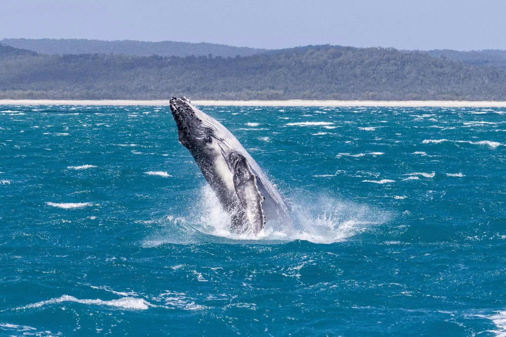A humpback whale breaches the surface of the ocean with whitecap waves