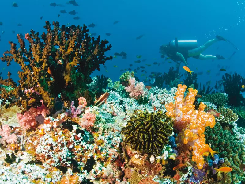 A diver passes a colorful section of coral