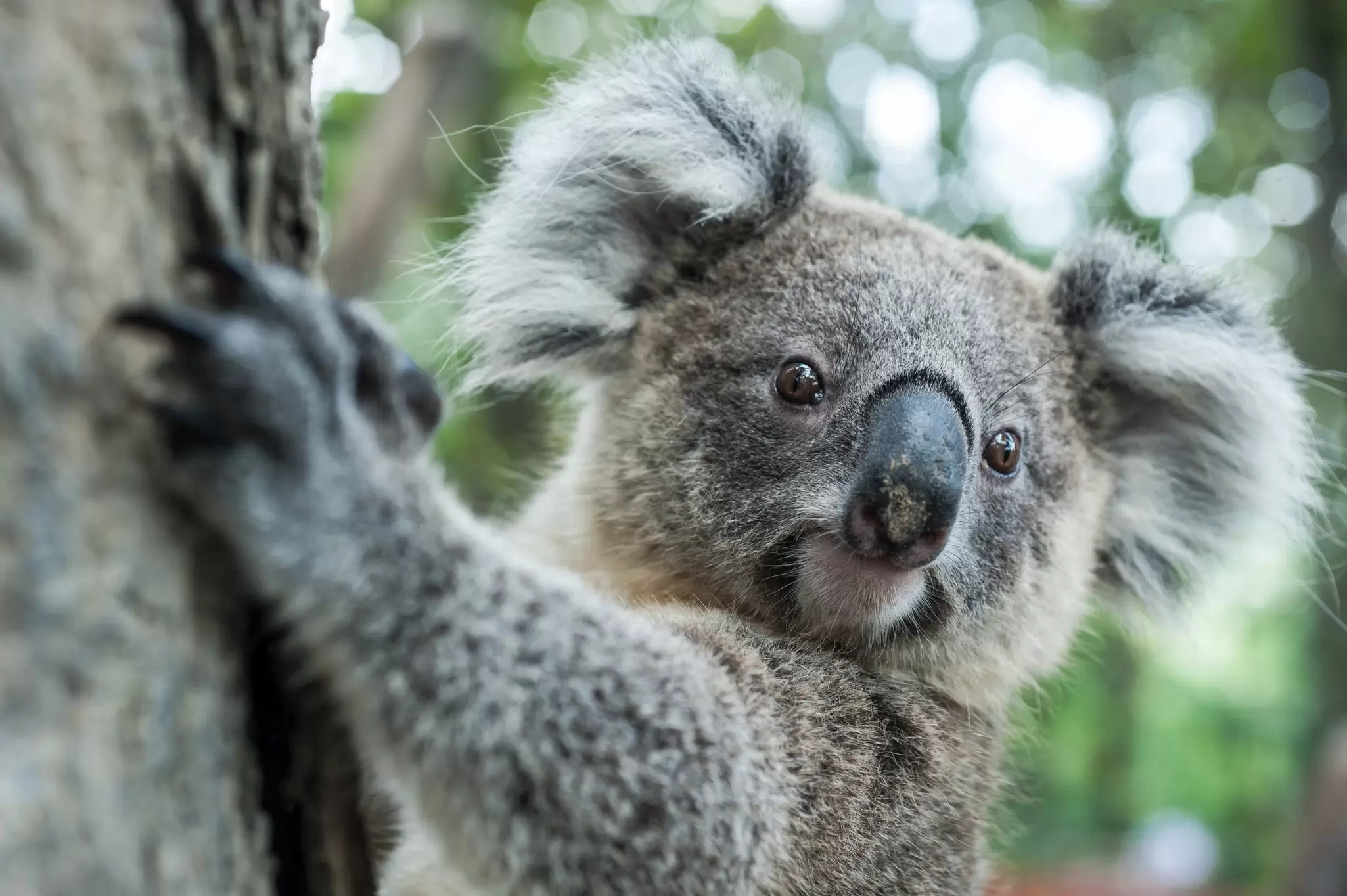 A koala resting in a tree in Australia