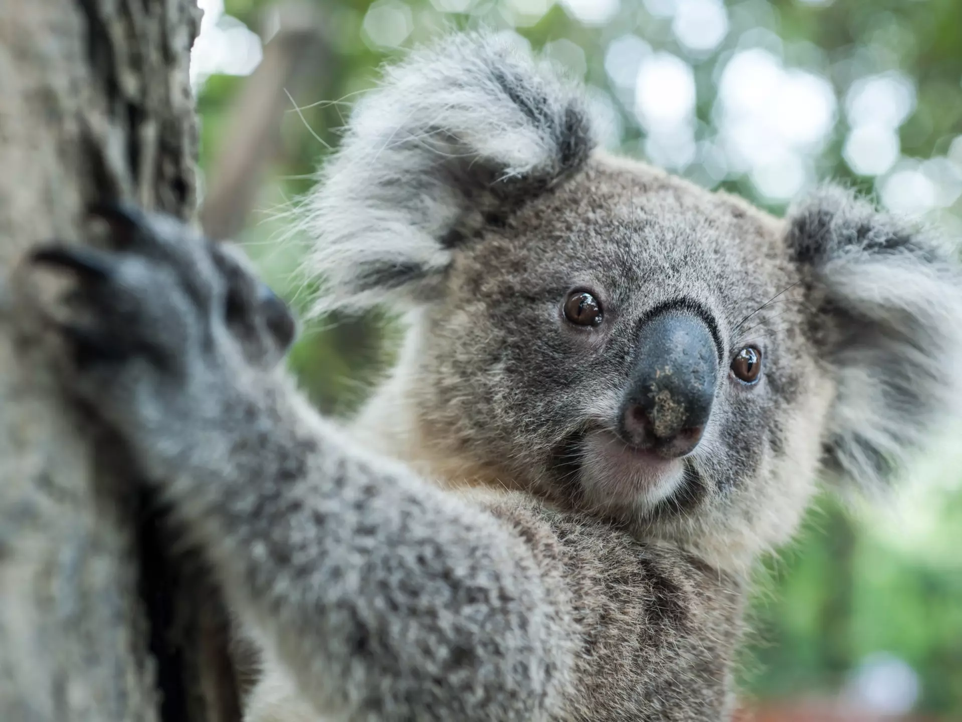 464853228
2015; Animal; Animal Wildlife; Arboreal Animal; Australia; Background; Backgrounds; Bear; Branch; Brisbane; Human Body Part; Human Face; Indigenous Culture; Koala; Kuranda; Leaf; Stuffed Animal; Stuffed Toy; Living Organism; Mammal; Marsupial; Nature; Tree; Outback; Queensland; Relaxation; Zoo; Cute; Embracing; Endangered Species; Hold; Holding; Horizontal; Perching; Photography; Sitting;
australian koala sit on tree, Sydney, NSW, australia. exotic ico