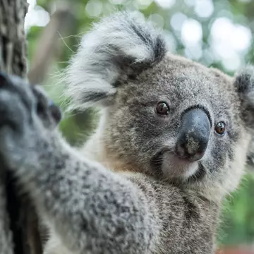464853228
2015; Animal; Animal Wildlife; Arboreal Animal; Australia; Background; Backgrounds; Bear; Branch; Brisbane; Human Body Part; Human Face; Indigenous Culture; Koala; Kuranda; Leaf; Stuffed Animal; Stuffed Toy; Living Organism; Mammal; Marsupial; Nature; Tree; Outback; Queensland; Relaxation; Zoo; Cute; Embracing; Endangered Species; Hold; Holding; Horizontal; Perching; Photography; Sitting;
australian koala sit on tree, Sydney, NSW, australia. exotic ico