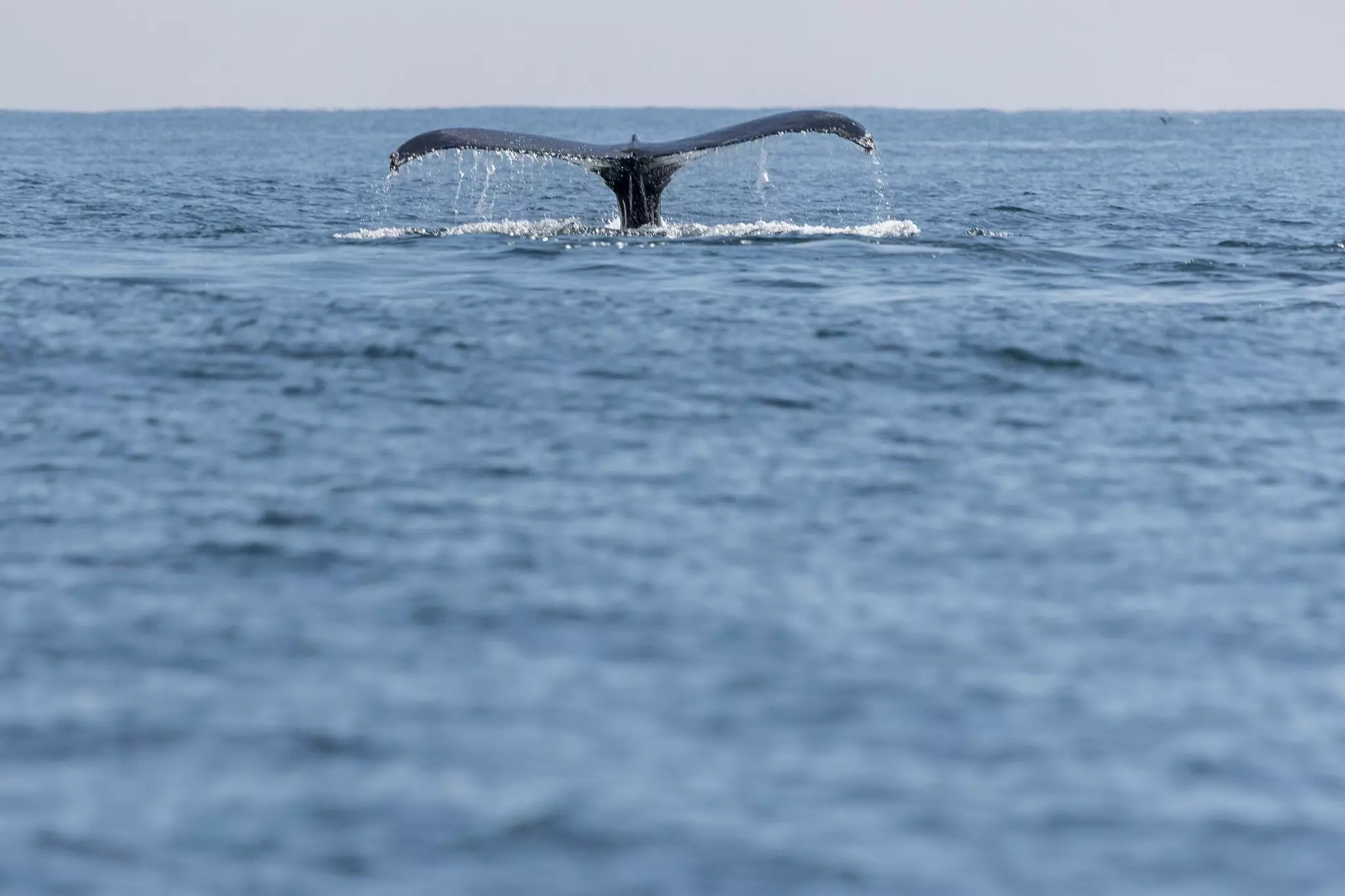 A whale's tail with water dripping off it is seen coming out of the ocean on an overcast day.
