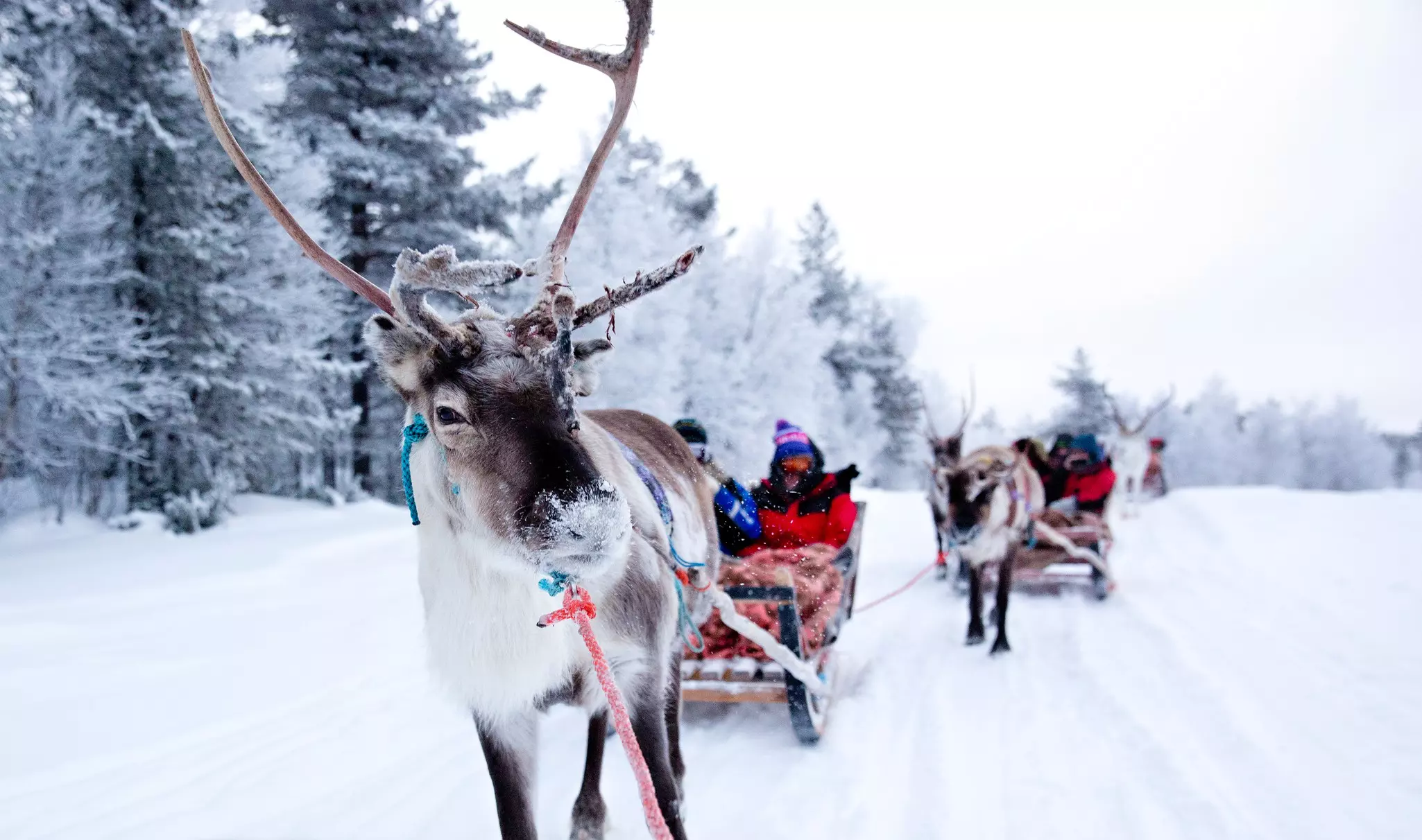 How can you not be happy when being pulled by a Finnish reindeer? © Iris van den Broek / Shutterstock