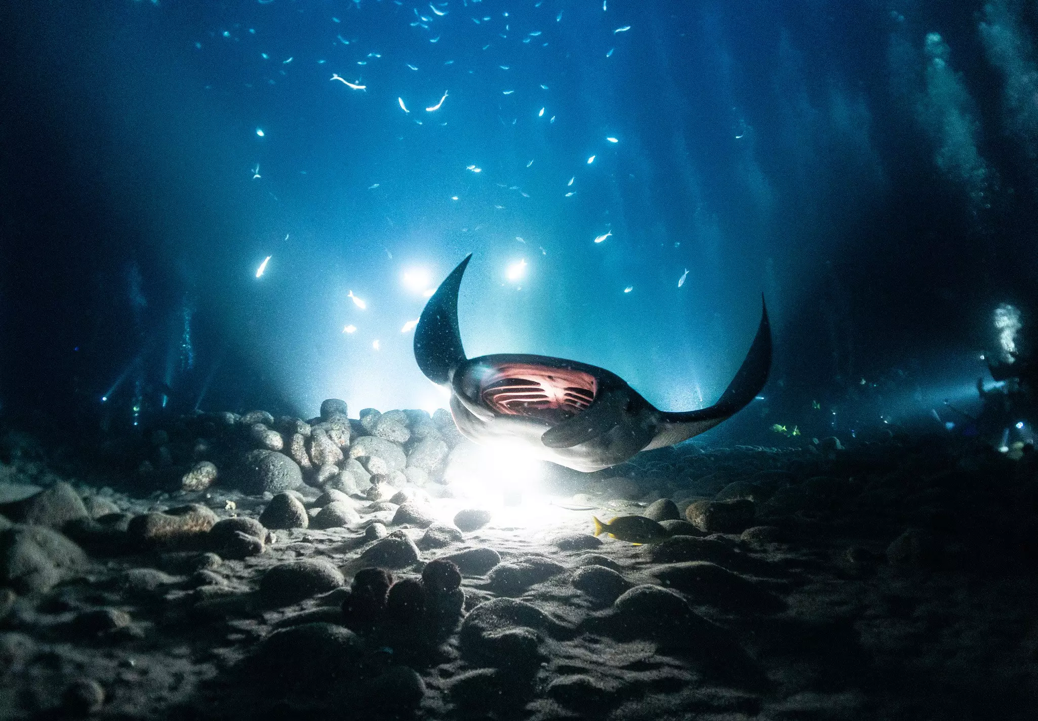 A manta ray with its mouth wide open swims in front of a light at the bottom of the ocean