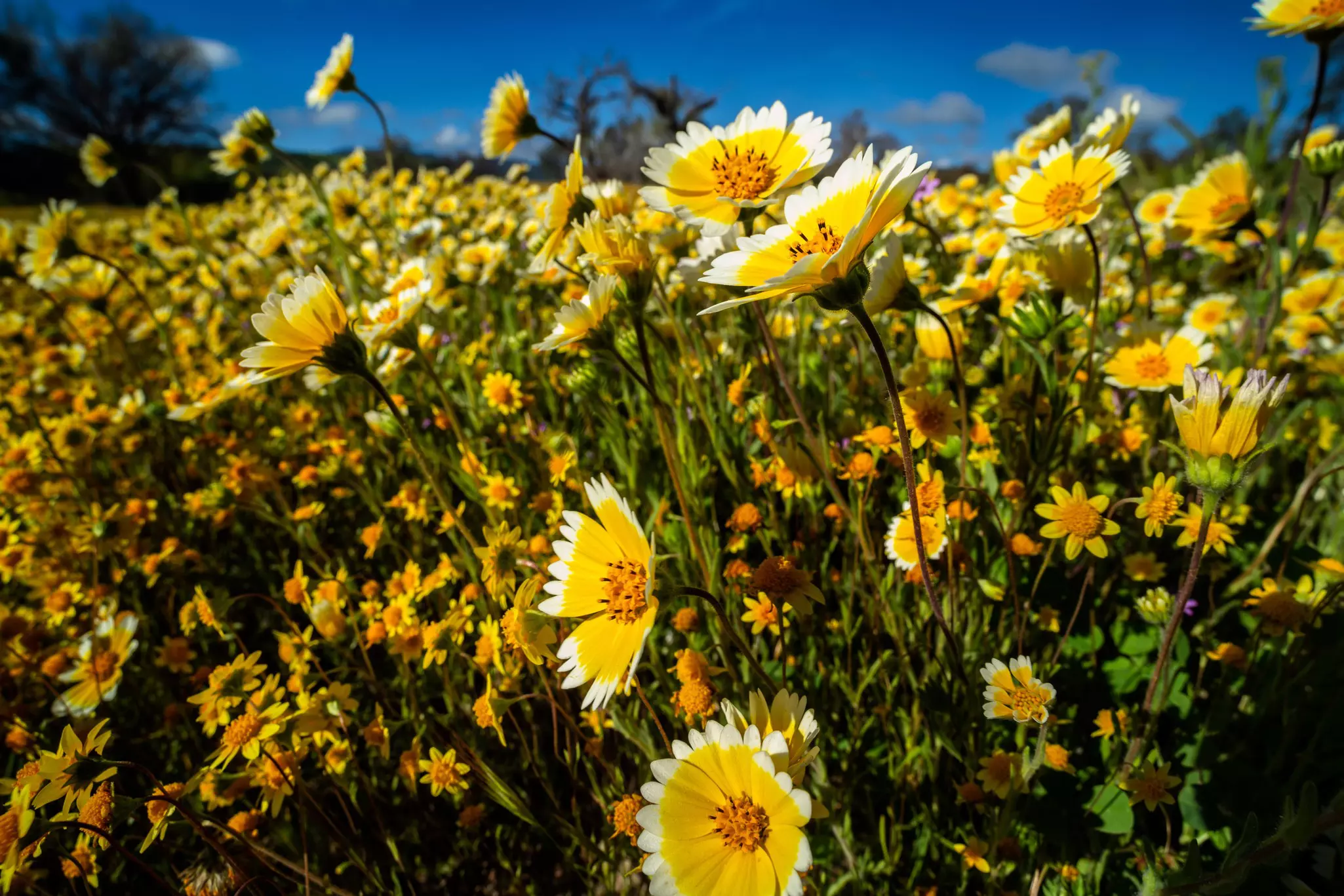 Wildflowers are extremely fragile © Getty Images