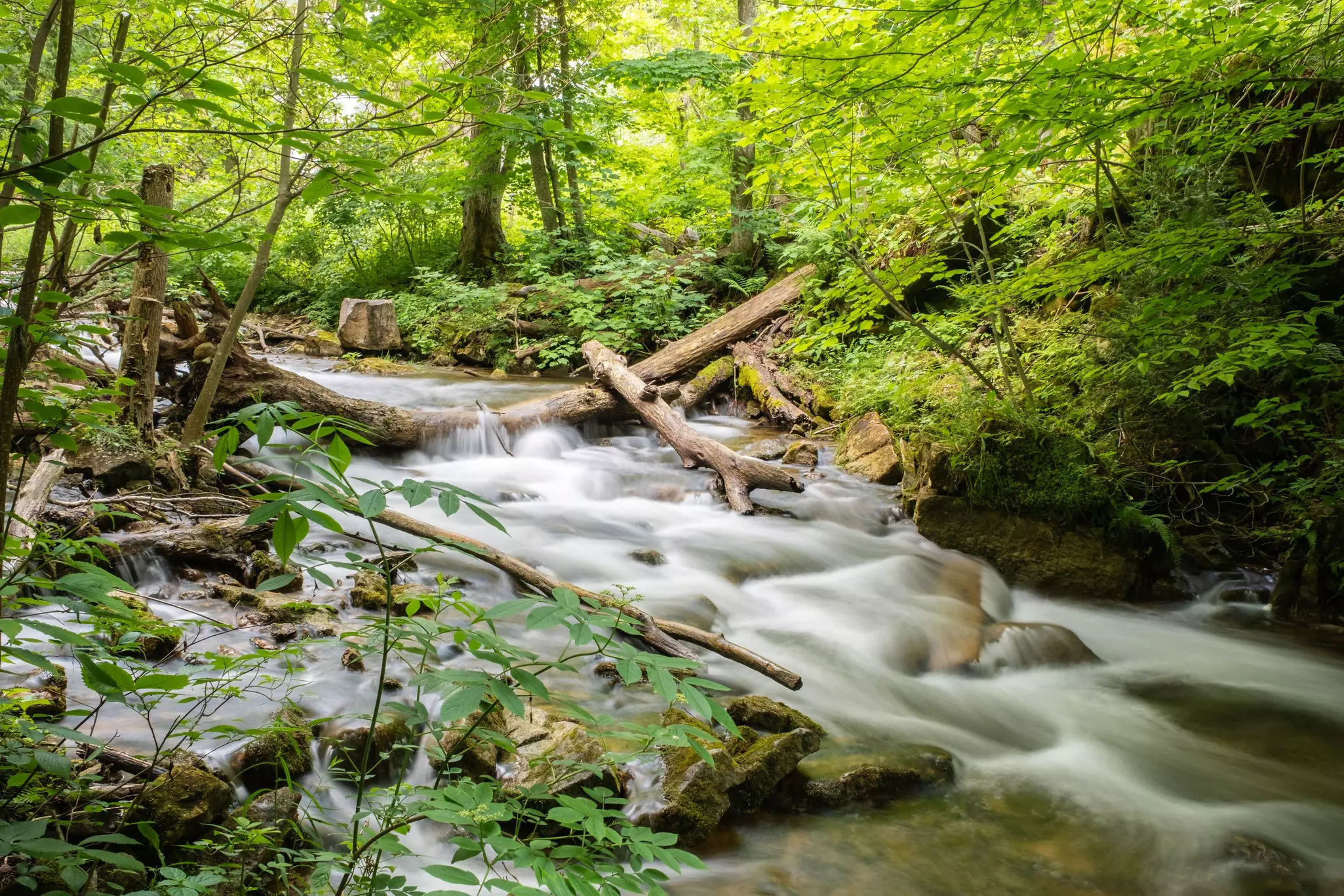Long exposure of water cascading over rocks in lush green forest on the Bruce Trail near Owen Sound.
1451921051
beautiful, blurred, bruce, canada, cascade, cascading, creek, day, destination, environmental, escarpment, exposure, flowing, foliage, forest, green, hiking, landscape, leaves, logs, long, motion, natural, nature, niagara, ontario, outdoor, owen sound, peninsula, river, rocks, scenic, stream, summer, travel, tree, trees, vacation, walters falls, waterfall, waterfalls