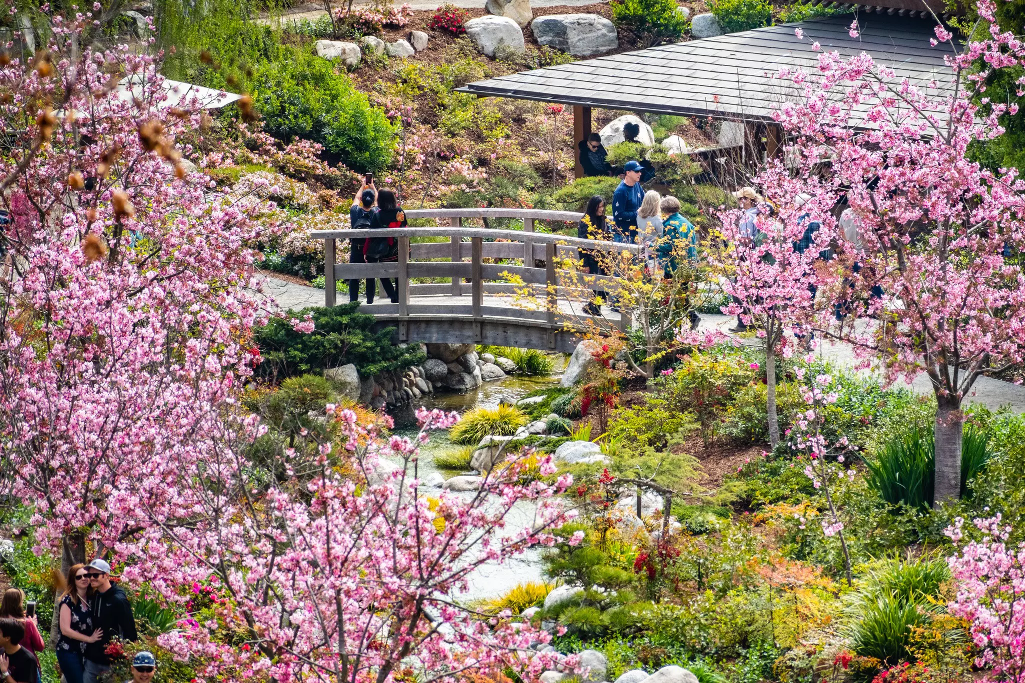 Cherries bloom in the Japanese Friendship Garden in Balboa Park, San Diego, California © Sundry Photography / Getty