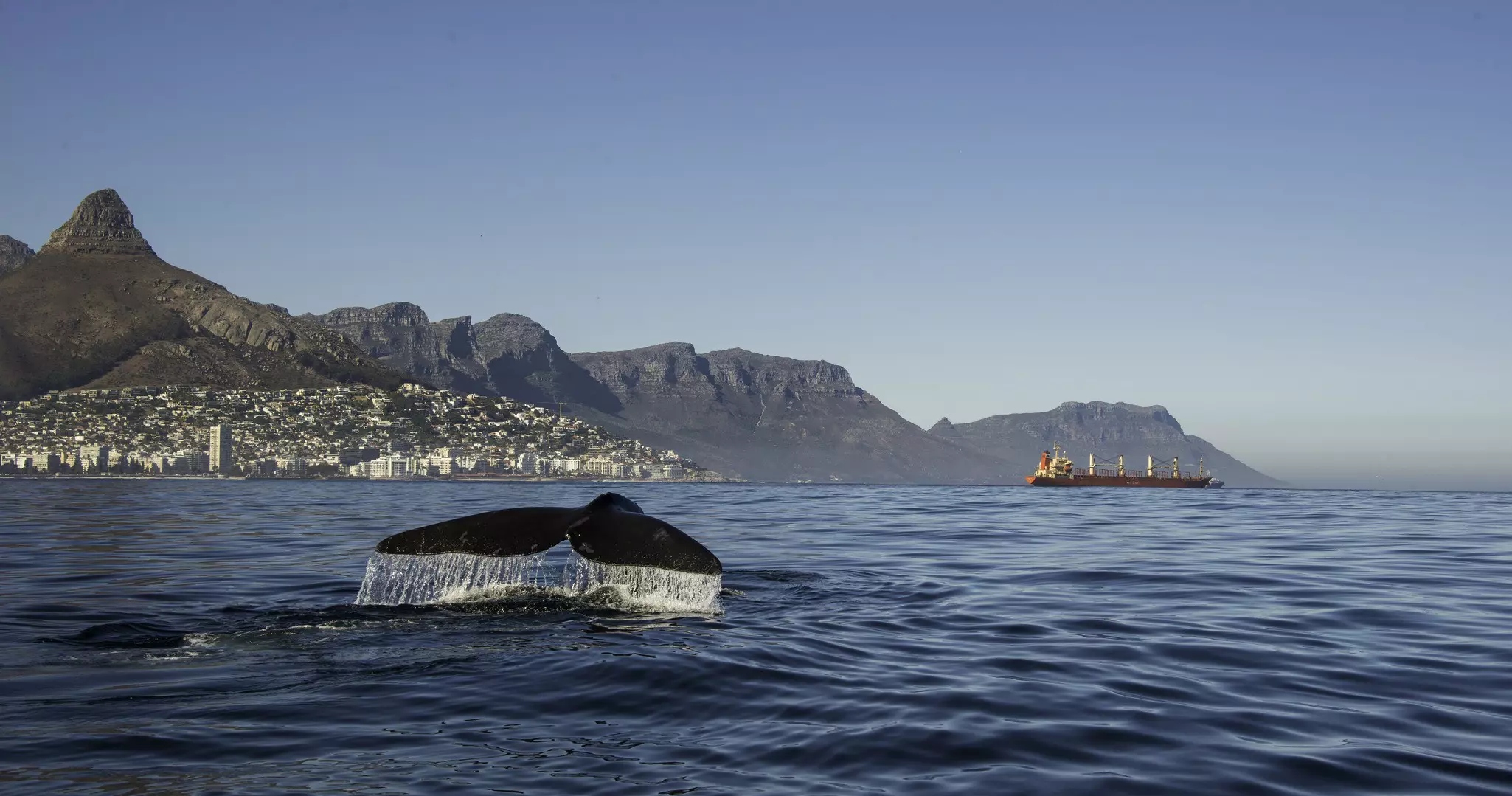 Southern right whale's tail emerging from the waters off the Cape Town coast
