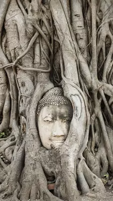 A bodhi tree has almost completely covered a stone Buddha
