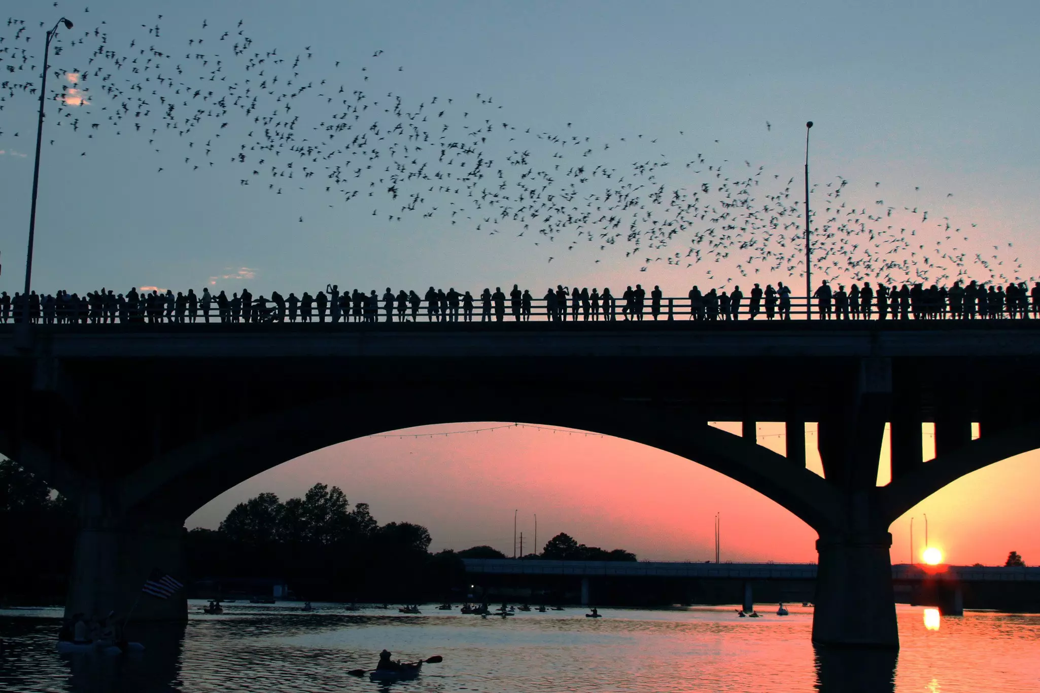 Congress Avenue Bridge bats in Austin during sunset.
84051646
bats, texas, austin, capital, landmark, lady bird lake, congress avenue bridge