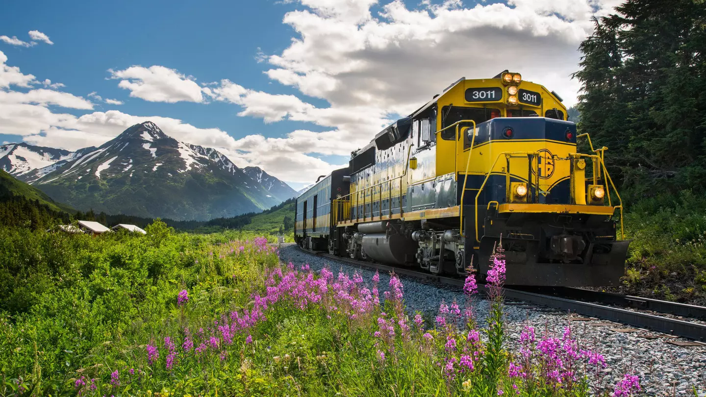 A yellow and navy Alaska Railroad Glacier Discovery train through Chugach National Forest, with mountain peaks in the background and purple wildflowers by the track