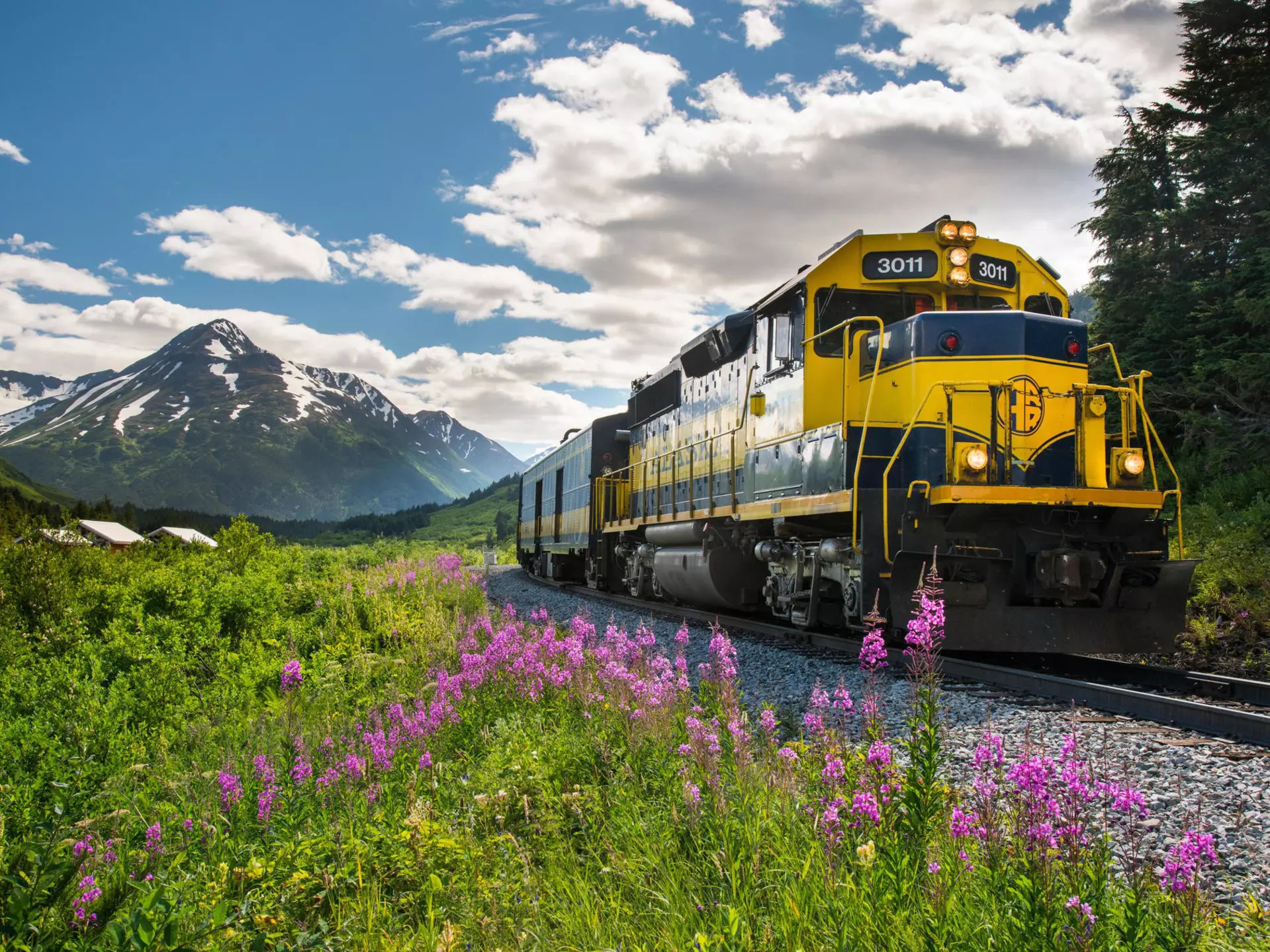 A yellow and navy Alaska Railroad Glacier Discovery train through Chugach National Forest, with mountain peaks in the background and purple wildflowers by the track