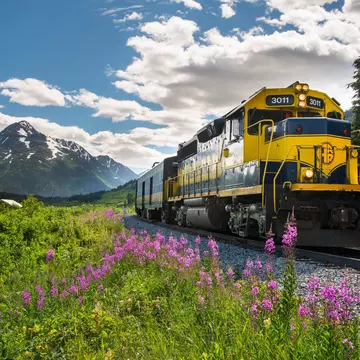 A yellow and navy Alaska Railroad Glacier Discovery train through Chugach National Forest, with mountain peaks in the background and purple wildflowers by the track