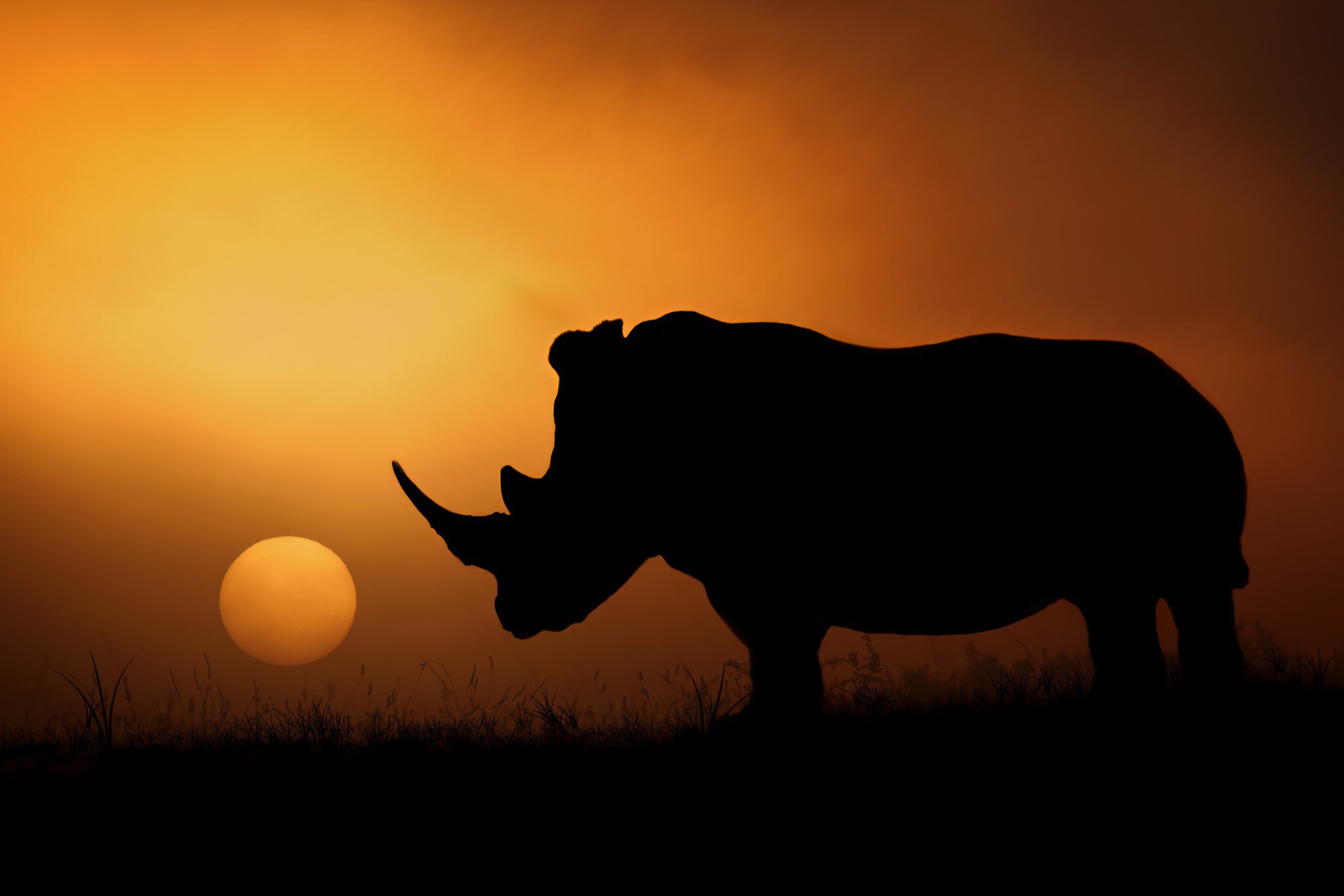 Some African rhino populations are seeing bolstered support from governments and institutions ©Mario Moreno/500px