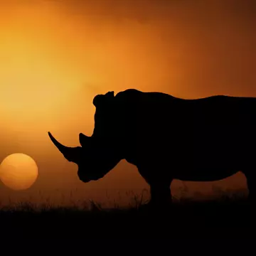 Some African rhino populations are seeing bolstered support from governments and institutions ©Mario Moreno/500px
