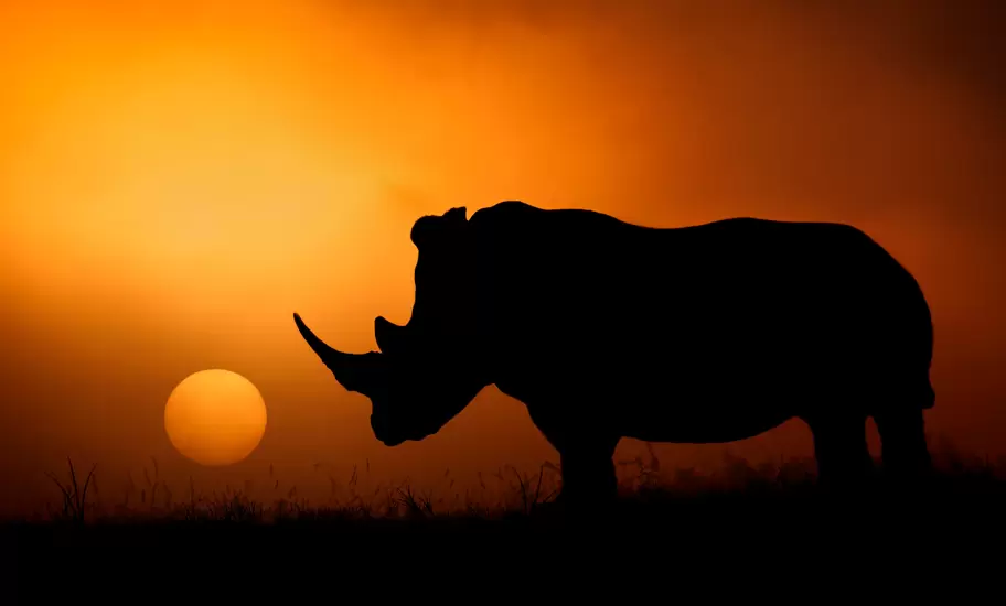 Some African rhino populations are seeing bolstered support from governments and institutions ©Mario Moreno/500px