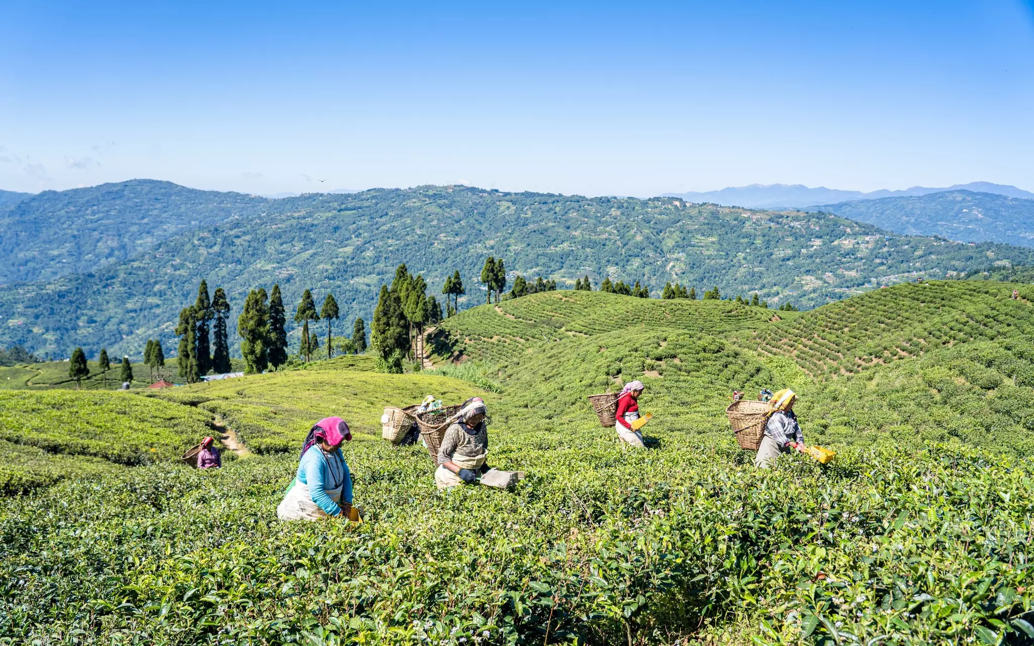 Women tea harvesters with baskets on their backs on a hilly tea estate in Nepal.