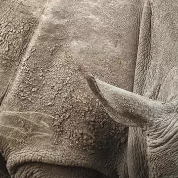 Detail of a white rhino at Sabi Sands game reserve.
Lonely Planet Traveller Magazine, Issue 103, July 2017, South Africa