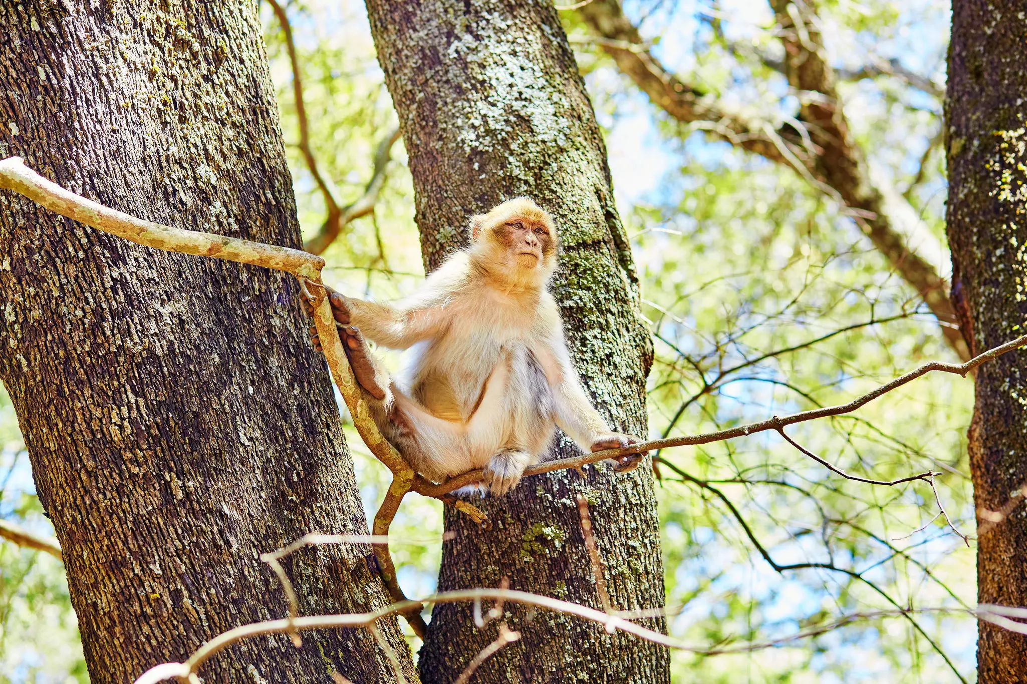 Barbary Apes in the Cedar Forest near Azrou, Northern Morocco, Africa