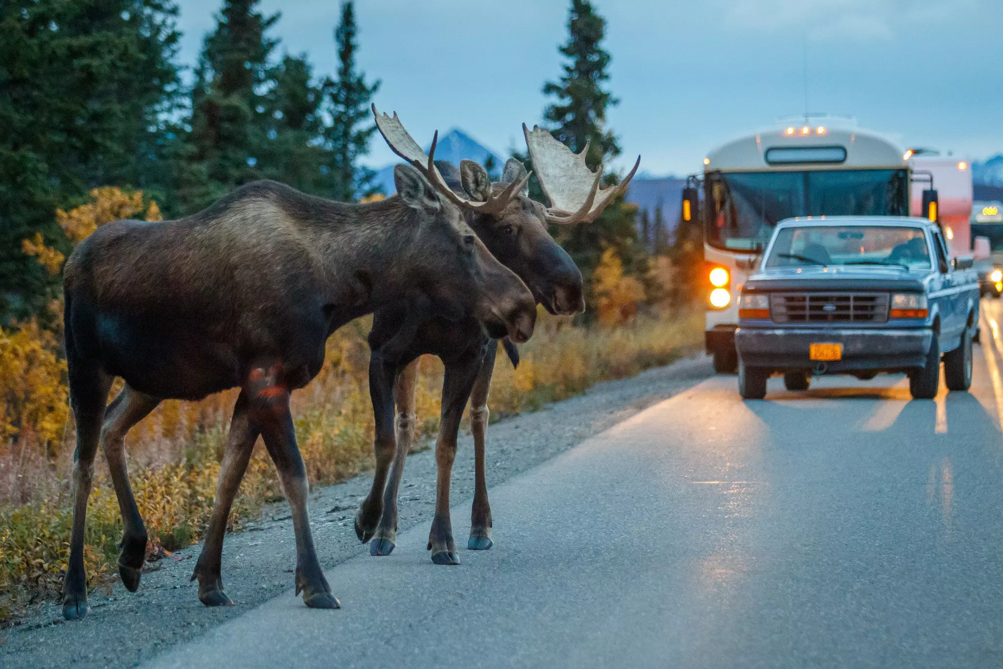 You might not have to get out of your car to spot huge Alaskan animals © Ludmila Ruzickova / Shutterstock