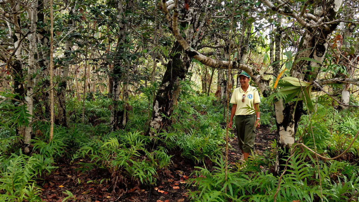 Easy trails for the whole family wind in and out of the Ebony Forest in Mauritius © Alamy Stock Photo