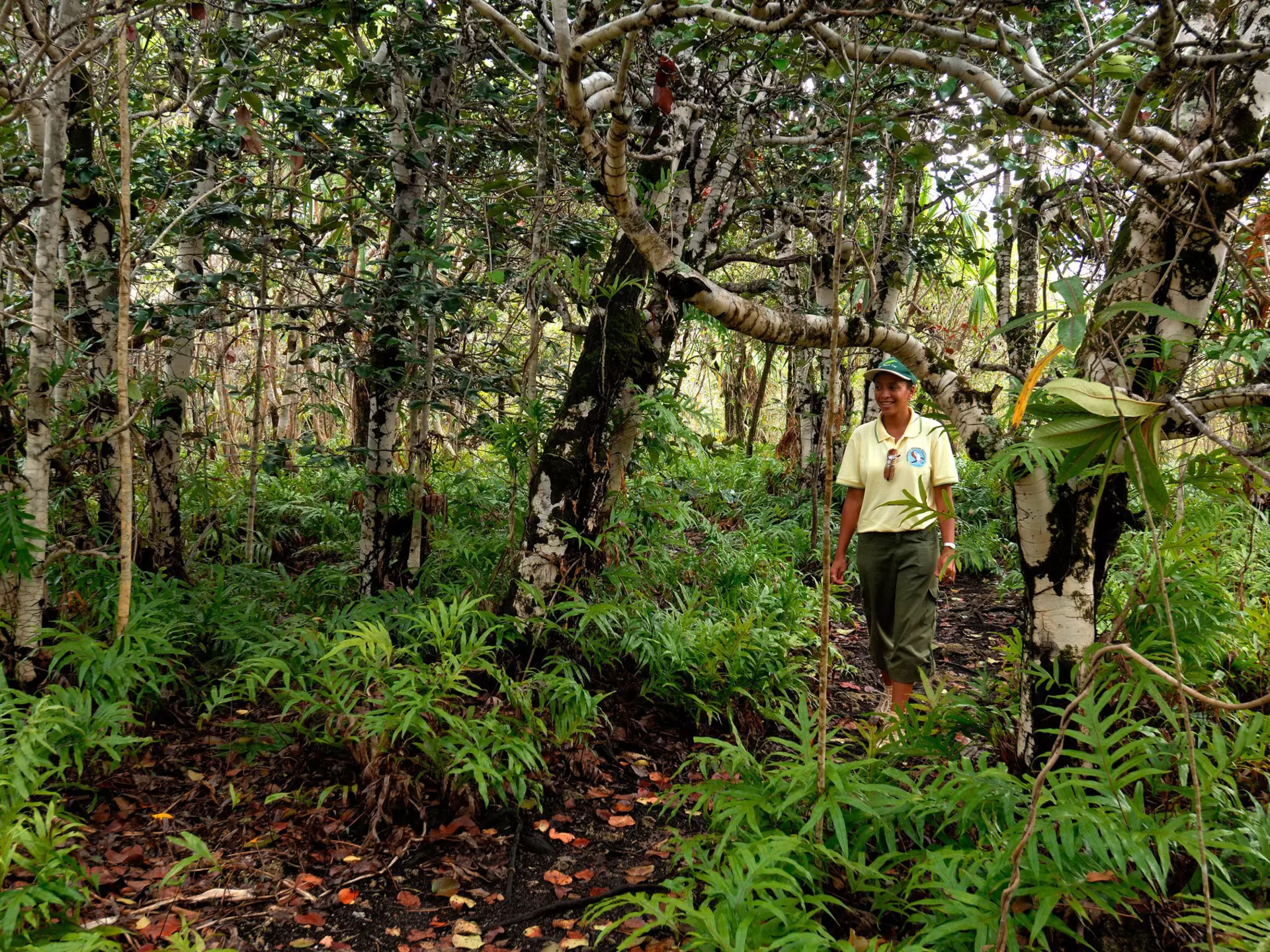 Easy trails for the whole family wind in and out of the Ebony Forest in Mauritius © Alamy Stock Photo