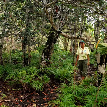 Easy trails for the whole family wind in and out of the Ebony Forest in Mauritius © Alamy Stock Photo