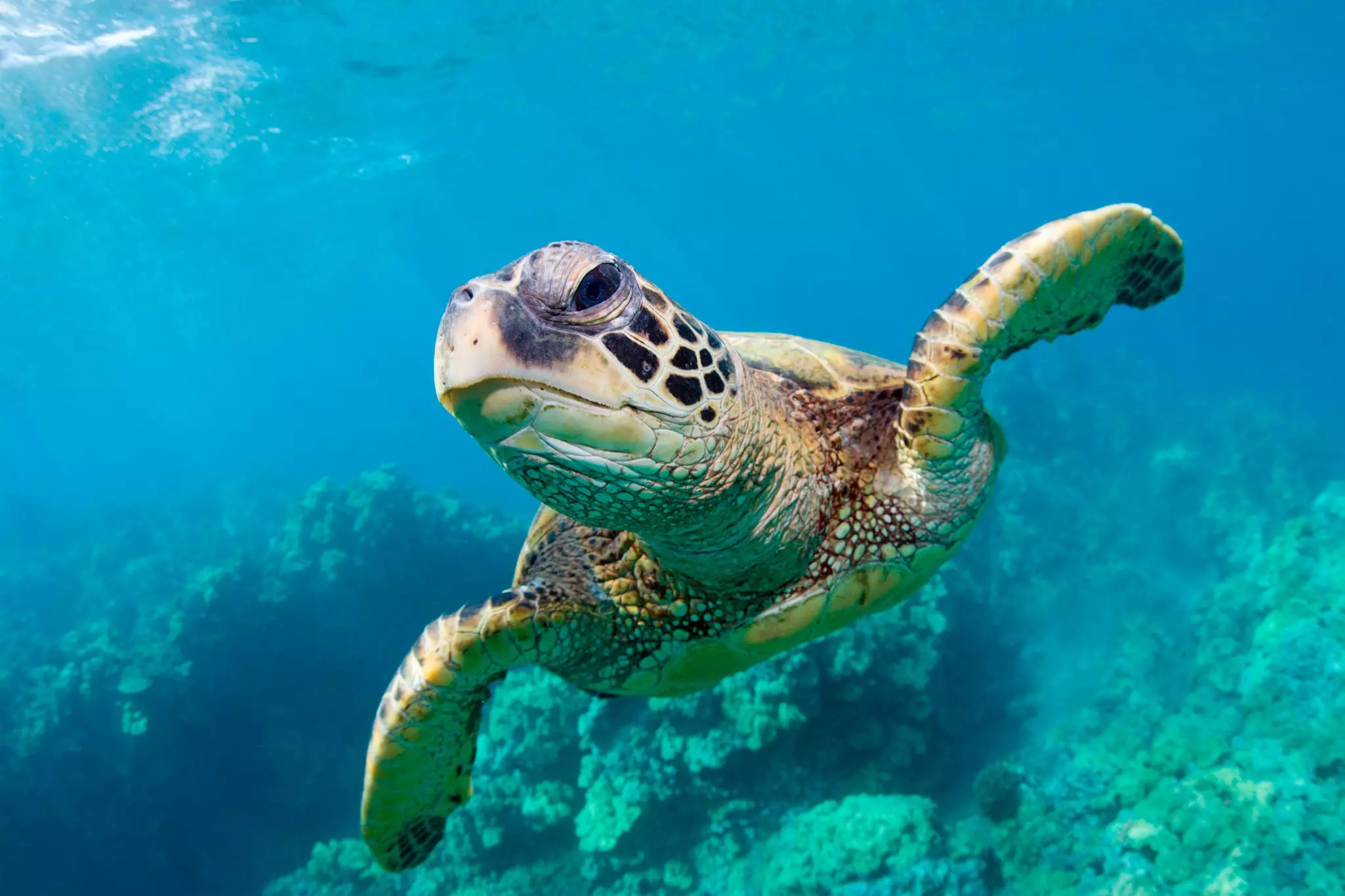 A green sea turtle swimming over coral reef in a blue ocean.