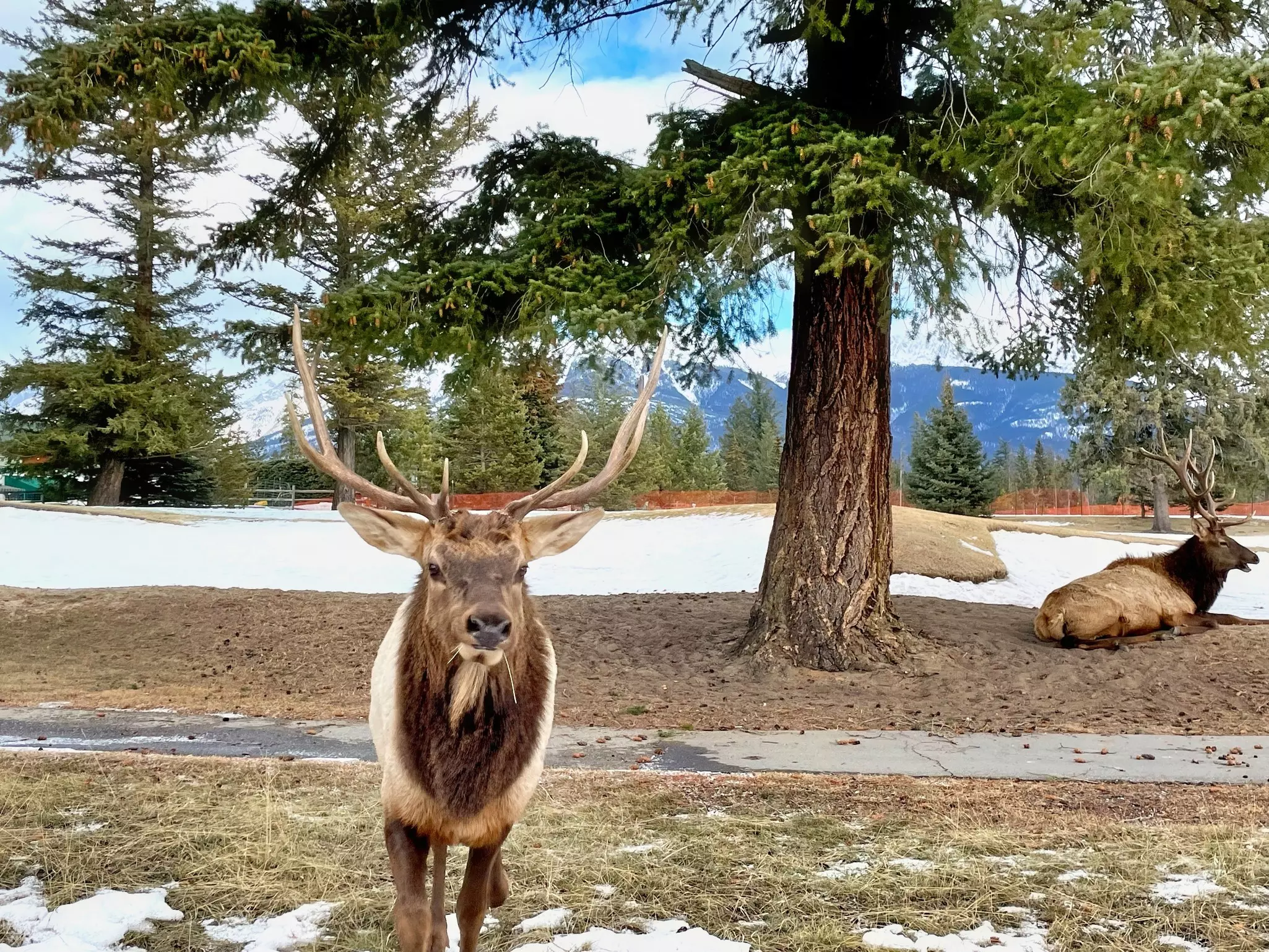 Elk roaming around Jasper Park Lodge © Marcia DeSanctis