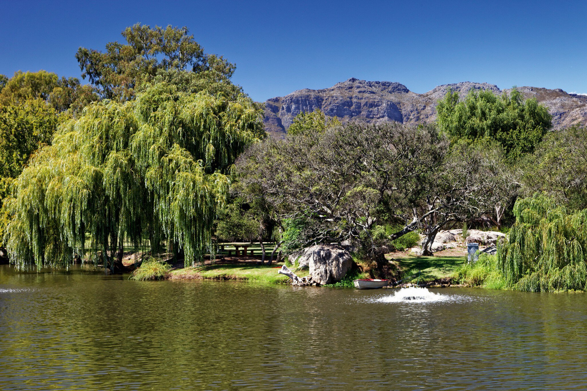 Lake at Spier Wine Farm with willows and rocky mountains.