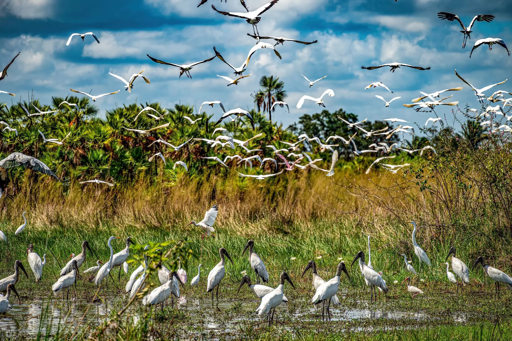 Many long-legged white birds standing in and flying above a marshy area on a sunny day.