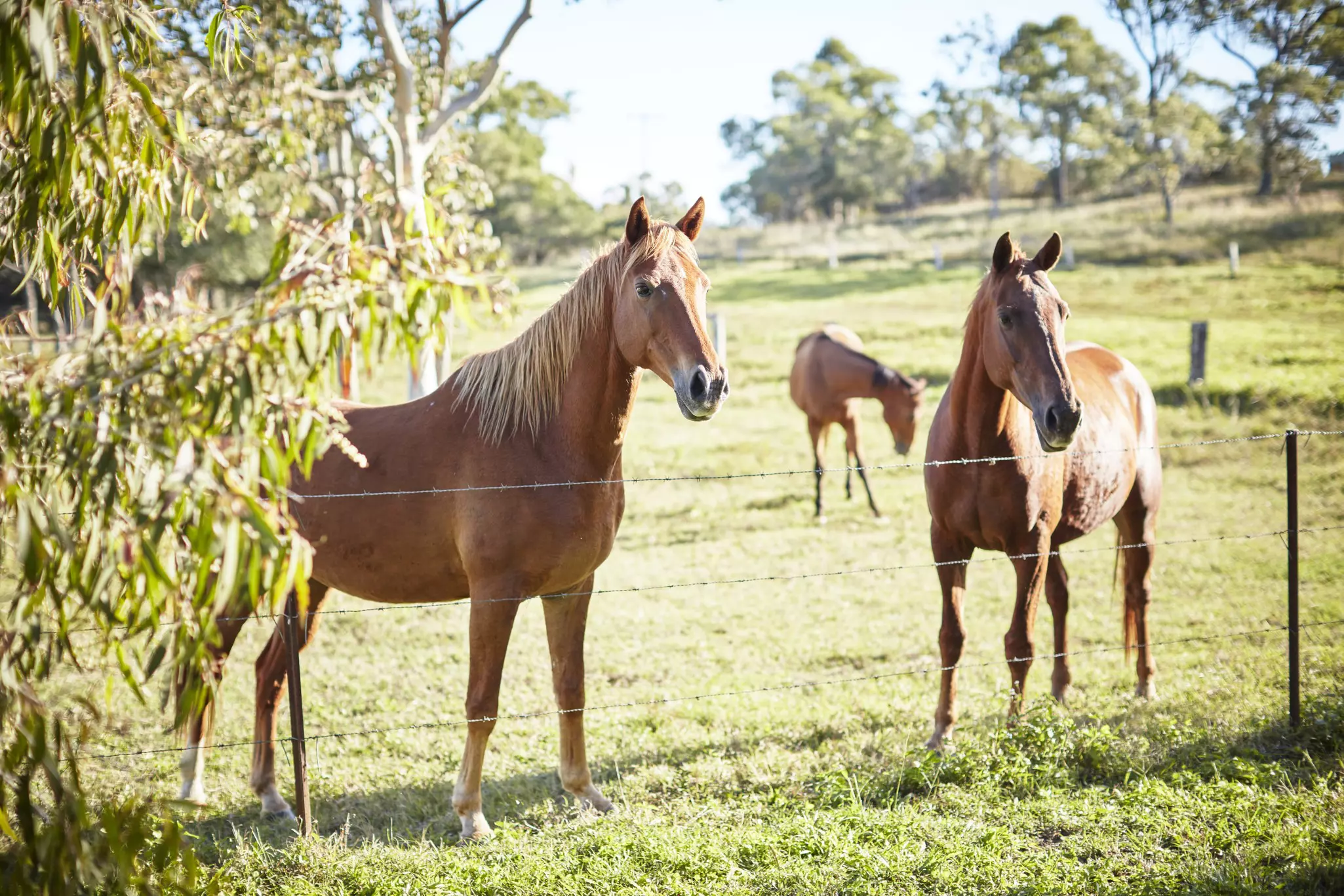 Horses at Wetherby Station, in far north Queensland. Ewen Bell / Lonely Planet
