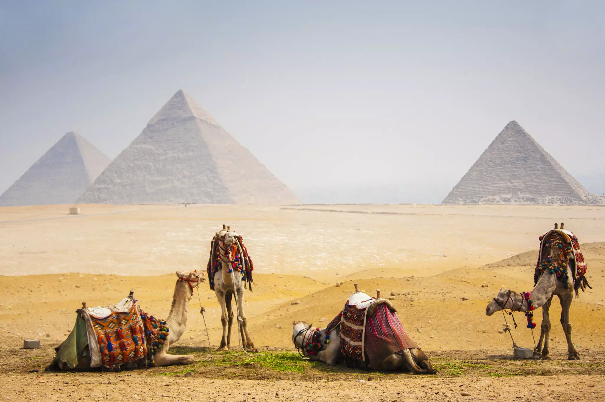 The Pyramids of Giza in the background with camels in front.