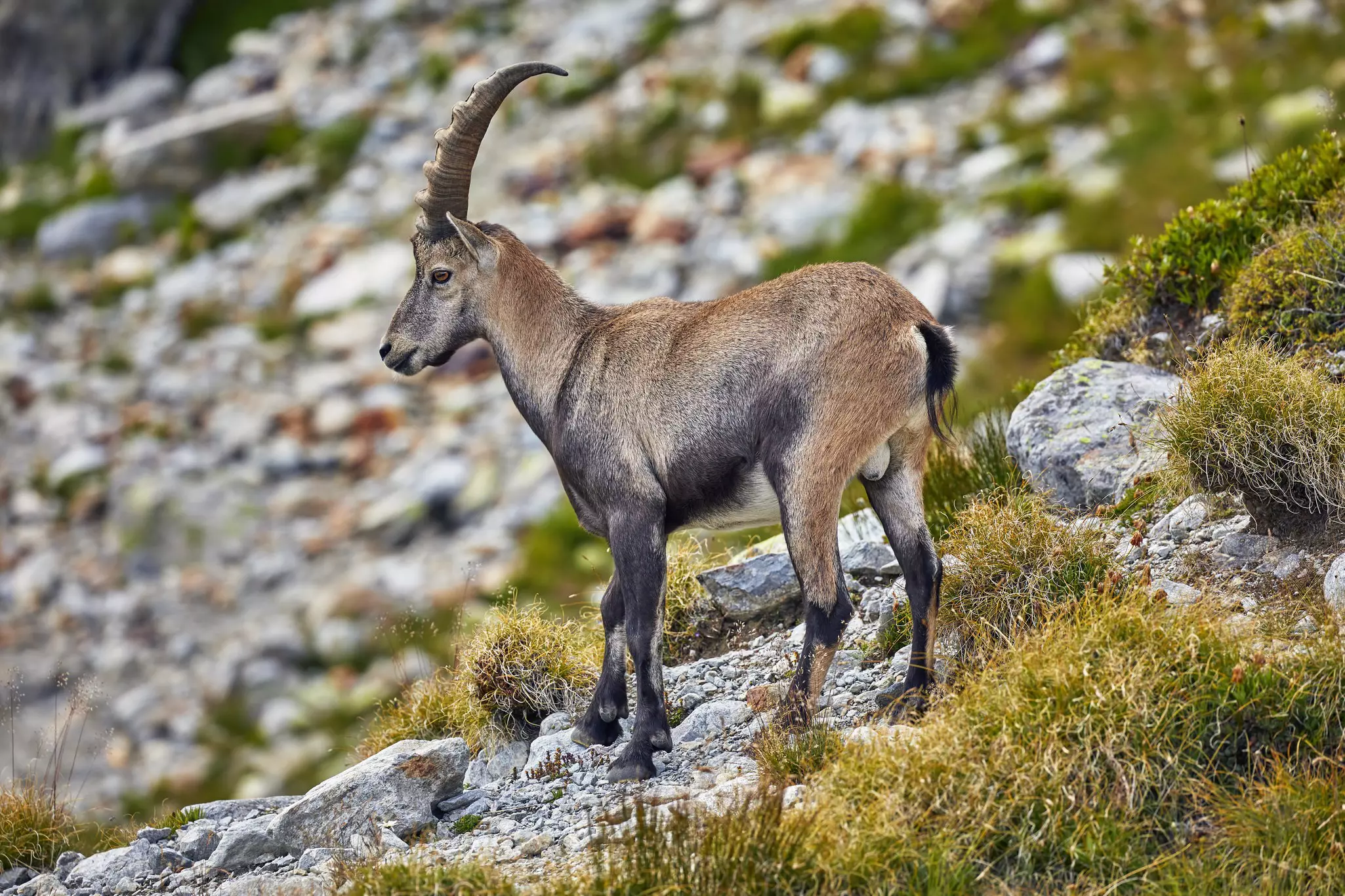 Close-up of a wild male Alpine Ibex with curved horns above Chamonix.