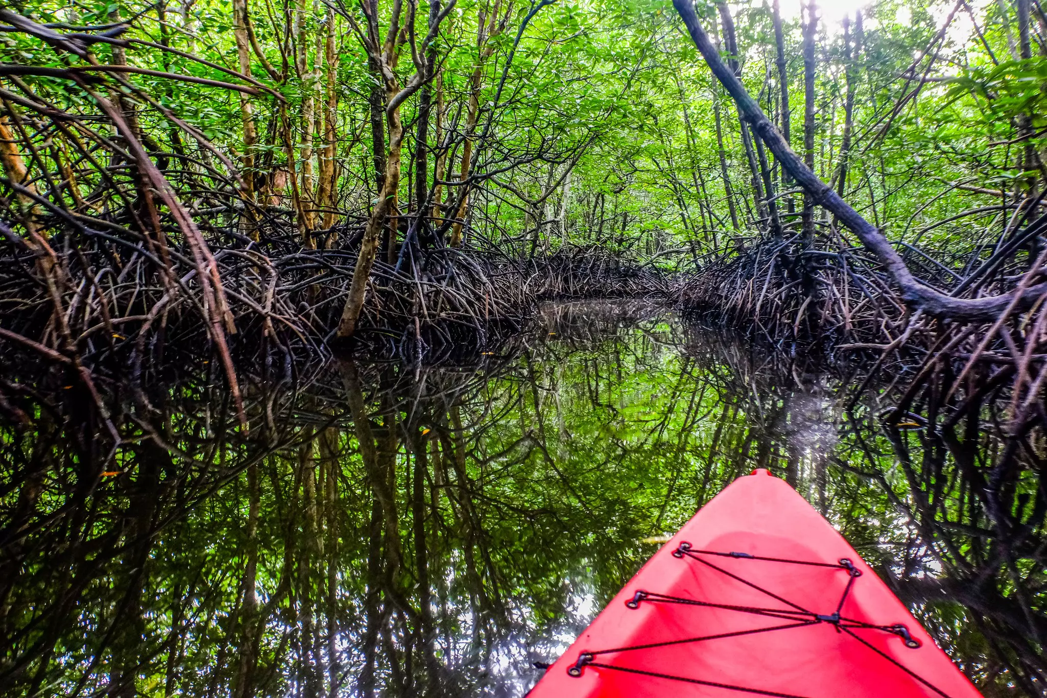 kayaking mangroves in Aruba.jpg