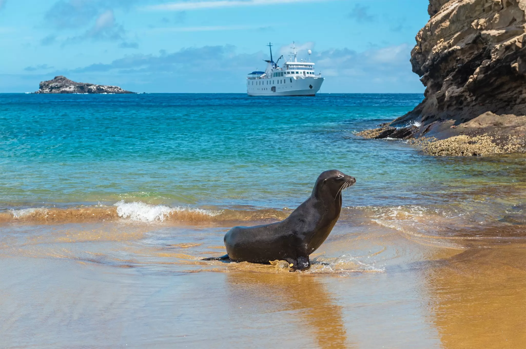A sea lion is pictured on a beach by a rocky cliff, with a cruise ship moored just offshore, San Cristóbal Island, Galápagos National Park