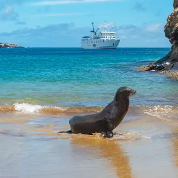 A sea lion is pictured on a beach by a rocky cliff, with a cruise ship moored just offshore, San Cristóbal Island, Galápagos National Park
