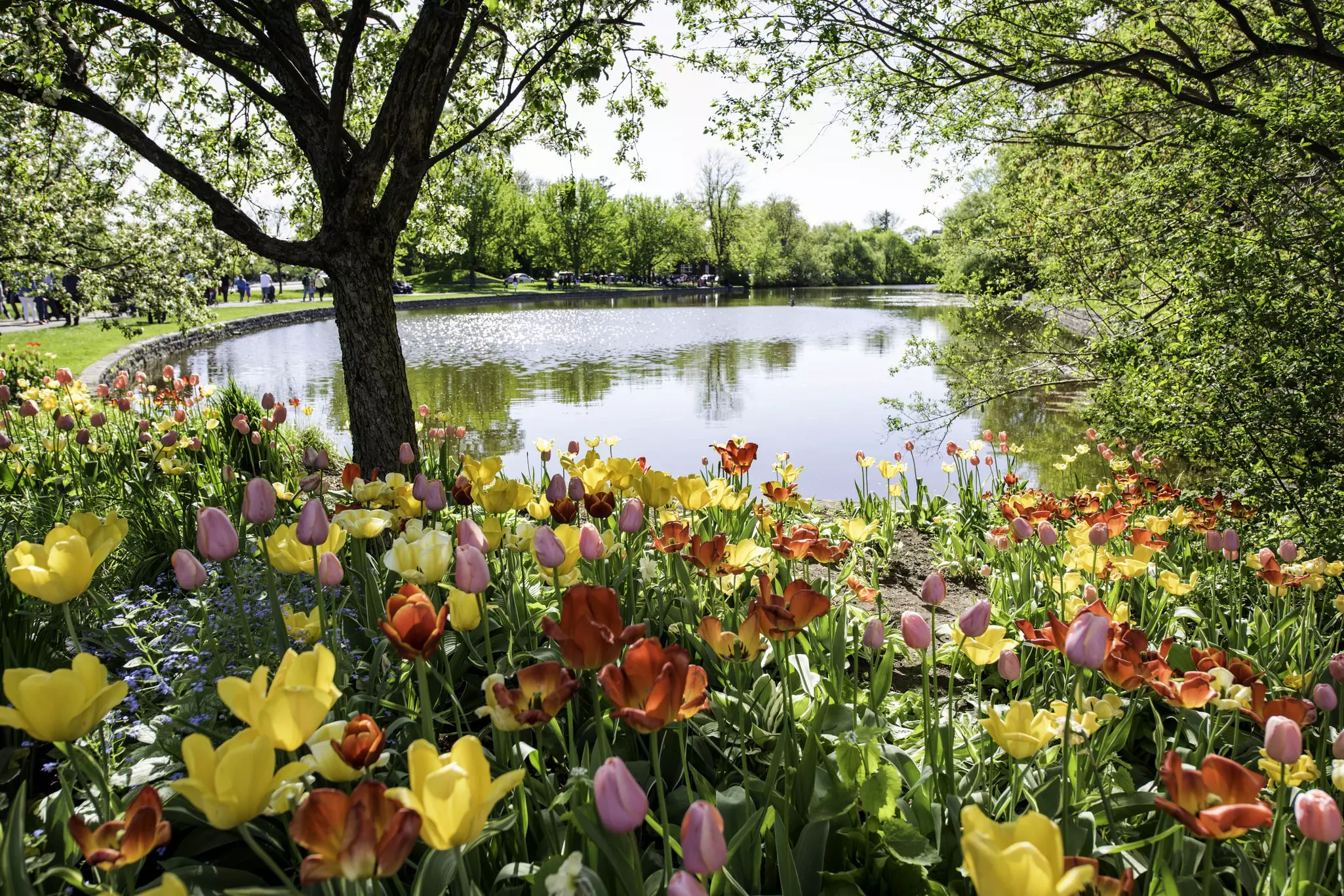 Colourful tulips around a lake during the Tulip festival in Ottawa.