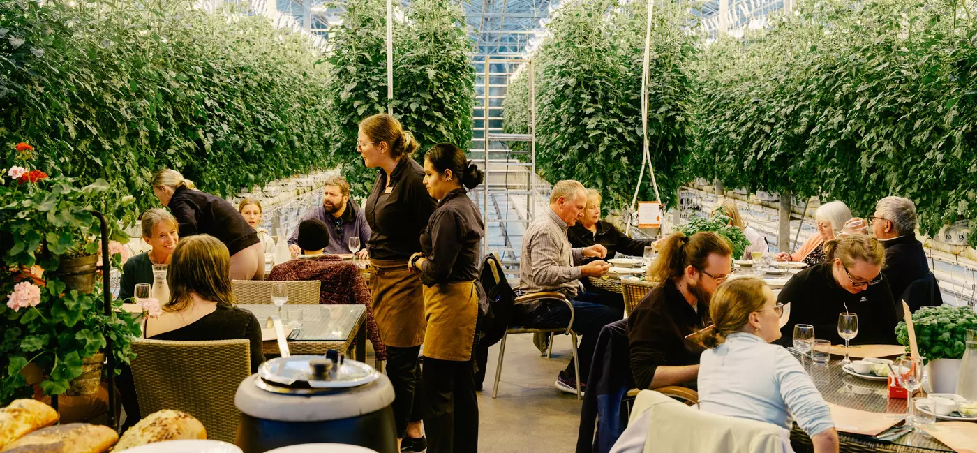 People eating at tables and waitresses conversing with customers in a restaurant inside a greenhouse in Iceland. 