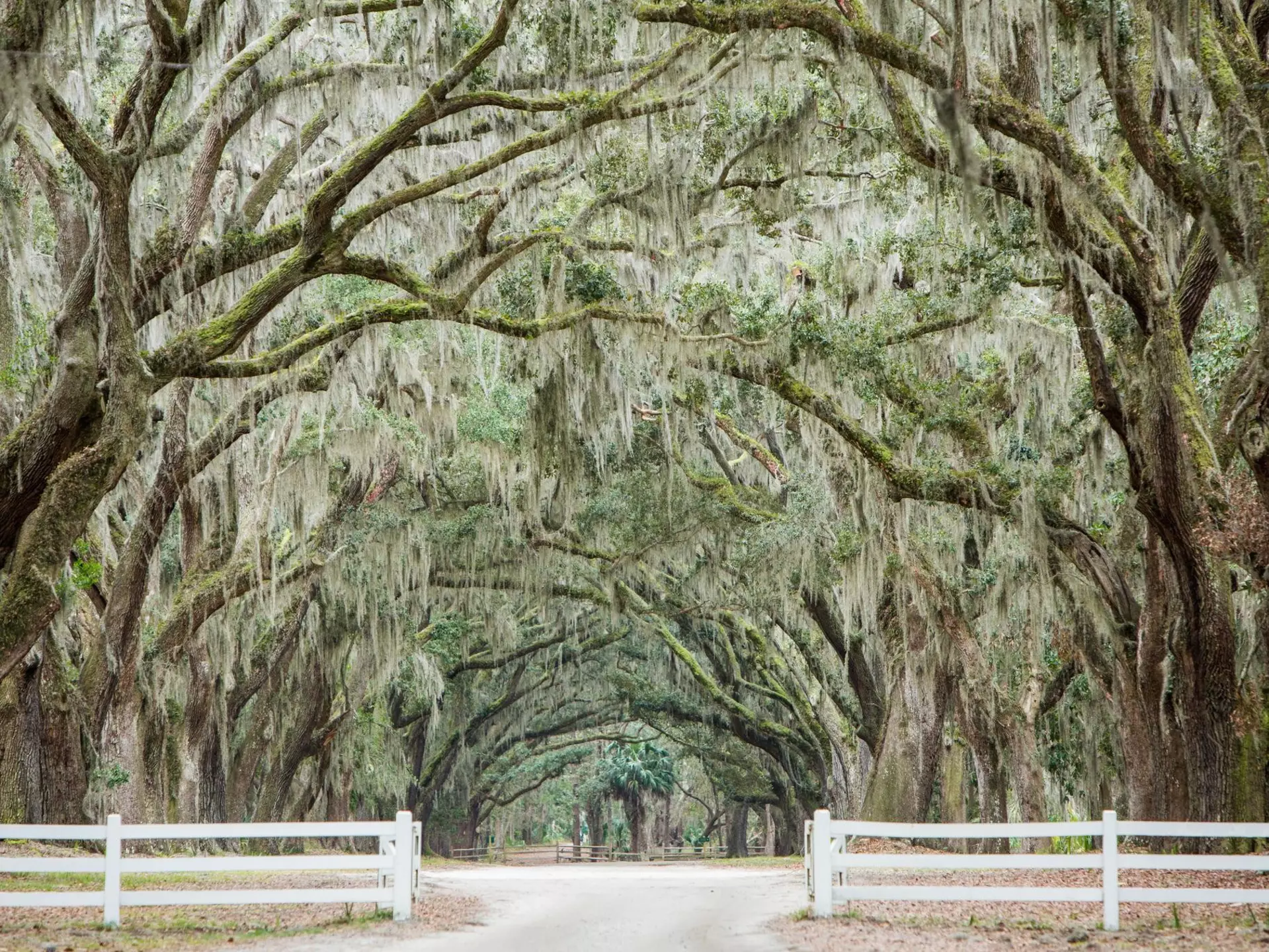 From walking through its historic squares to riding the ferry, here are Savannah's best free experiences. Photograph: Hunter McRae